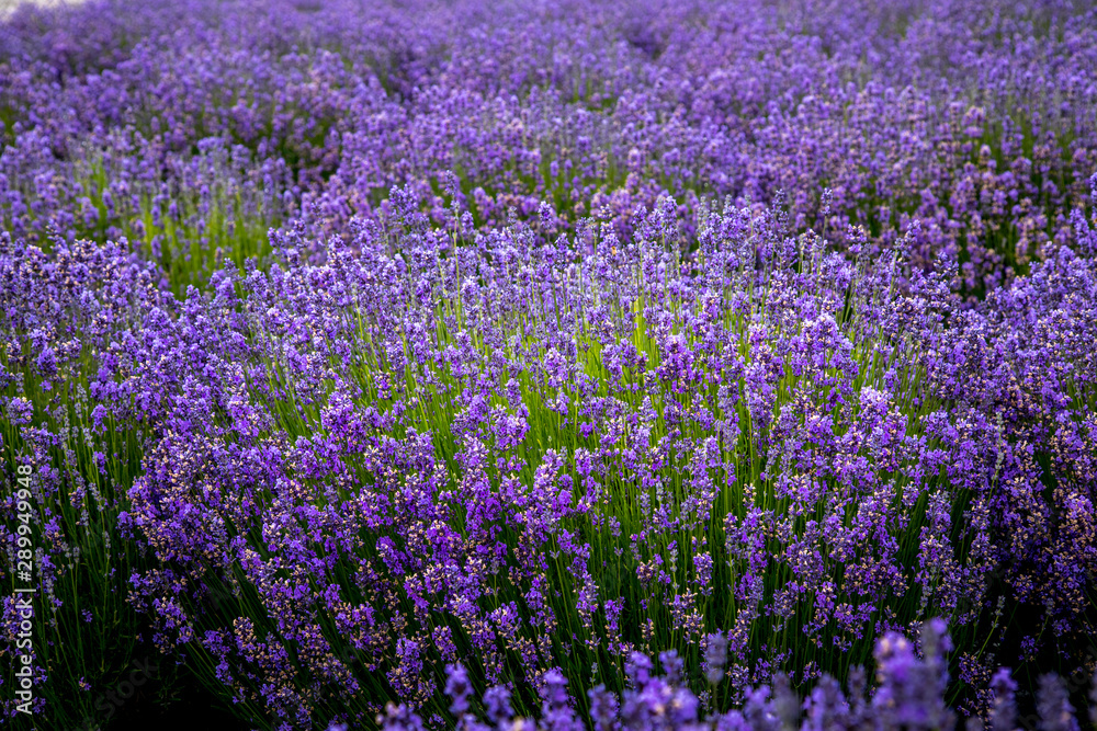 Blooming lavender fields in Pacific Northwest USA Blooming lavender fields in Pacific Northwest USA