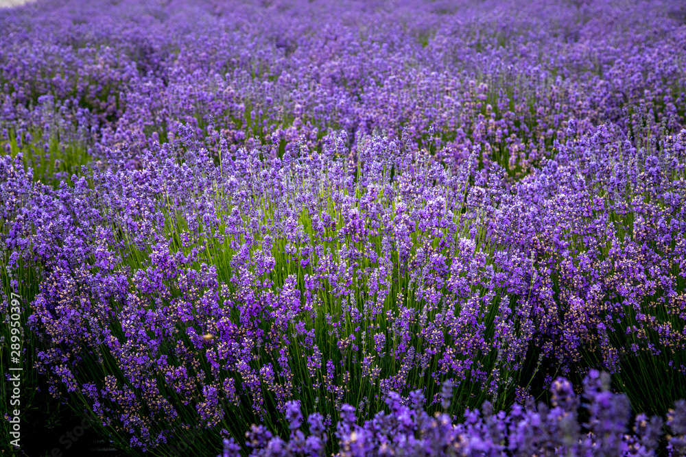 Fototapeta premium Blooming lavender fields in Pacific Northwest USA