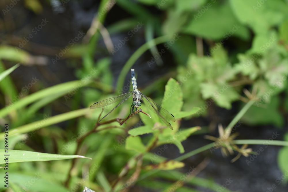 Dragonfly / Common skimmer (Male) / Common skimmers are flying by the water and the male body is light blue. Dragonfly / Common skimmer (Male) / Common skimmers are flying by the water and the male body is light blue.