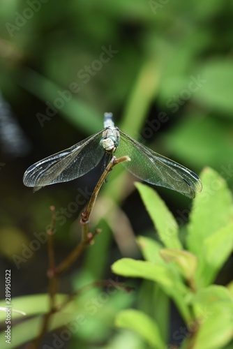 Dragonfly / Common skimmer (Male) / Common skimmers are flying by the water and the male body is light blue.