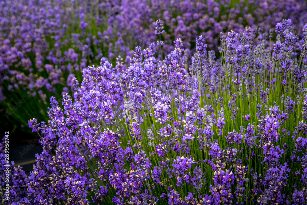 Blooming lavender fields in Pacific Northwest USA Blooming lavender fields in Pacific Northwest USA