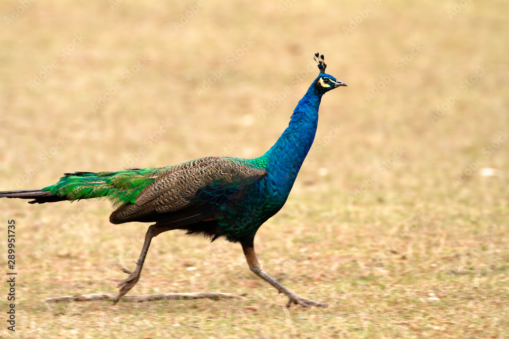 Fototapeta premium Indian peafowl from Brijuni National Park