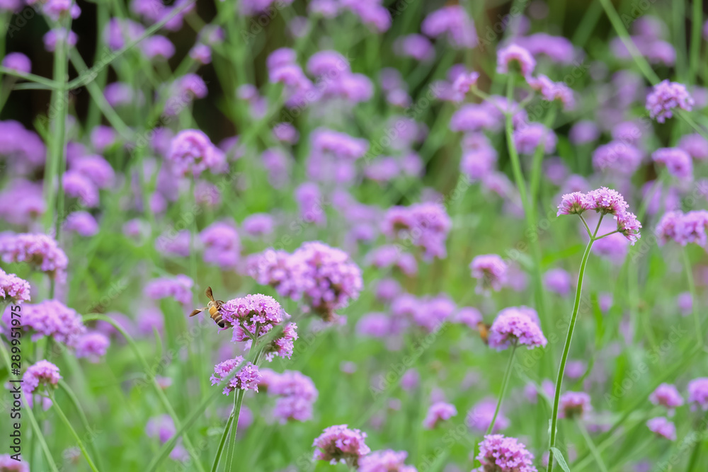 Verbena Bonariensis (Argentinian Vervain or Purpletop Vervain, Clustertop Vervain, Tall Verbena, Pretty Verbena), purple flower, flower background. Verbena Bonariensis (Argentinian Vervain or Purpletop Vervain, Clustertop Vervain, Tall Verbena, Pretty Verbena), purple flower, flower background.