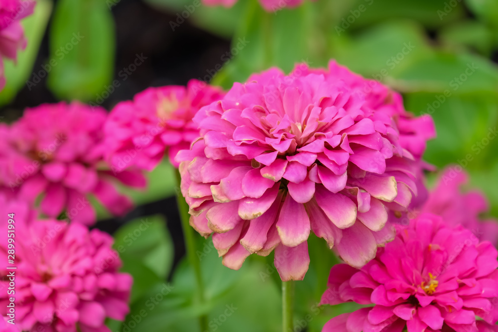 Fototapeta premium Flowers zinnia elegans (Common zinnia), Flower background, Is a single leaf herbaceous plant with a bouquet of red, pink, orange as an ornamental plant.