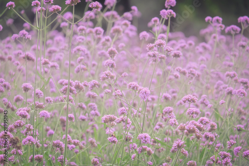 Verbena Bonariensis  Argentinian Vervain or Purpletop Vervain  Clustertop Vervain  Tall Verbena  Pretty Verbena   purple flower vintage  blurred and soft background.