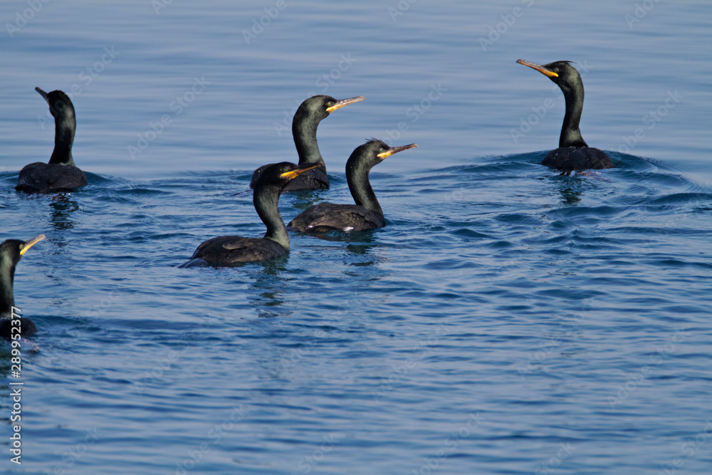 Fototapeta premium Shag from Brijuni National Park