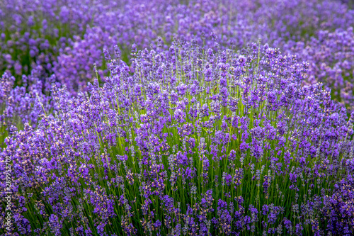 Blooming lavender fields in Pacific Northwest USA