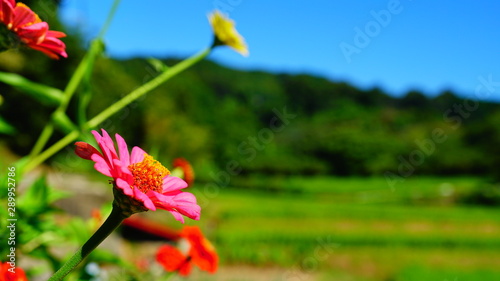 奈良県明日香村 稲渕の棚田