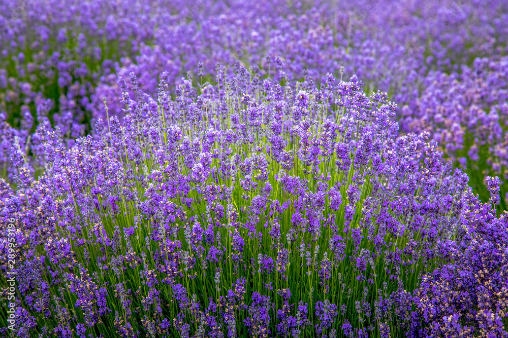 Blooming lavender fields in Pacific Northwest USA Blooming lavender fields in Pacific Northwest USA