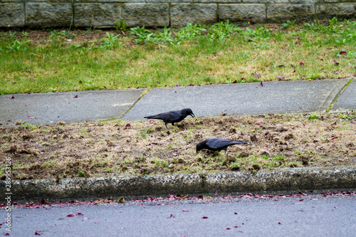 Crows dig up the lawn to find chafer grubs; Crows destroy lawn and eat chafer grubs photo