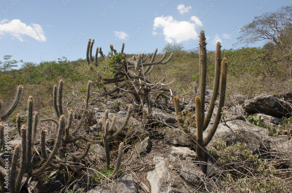 Caatinga is a type of desert vegetation, and an ecoregion characterized by this vegetation in interior northeastern Brazil. Cereus jamacaru, known as mandacaru  is a cactus common in this vegetation. 