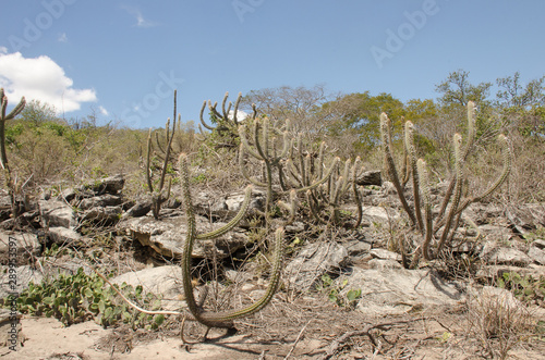Caatinga is a type of desert vegetation, and an ecoregion characterized by this vegetation in interior northeastern Brazil. Cereus jamacaru, known as mandacaru  is a cactus common in this vegetation. 