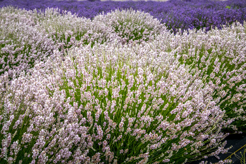 Blooming lavender fields in Pacific Northwest USA Blooming lavender fields in Pacific Northwest USA