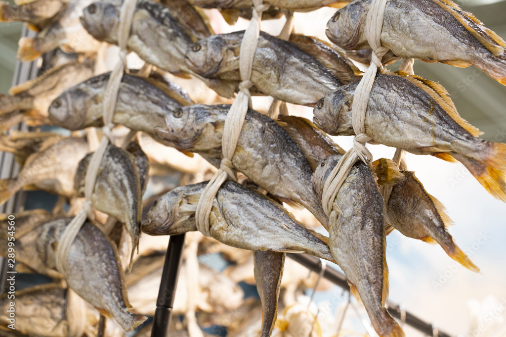 Dried yellow corvina fish. Korean traditional dried fish. tie strings of yellow corvina together Dried yellow corvina fish. Korean traditional dried fish. tie strings of yellow corvina together