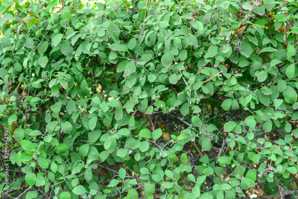 Growing plant with green leaves Growing plant with green leaves