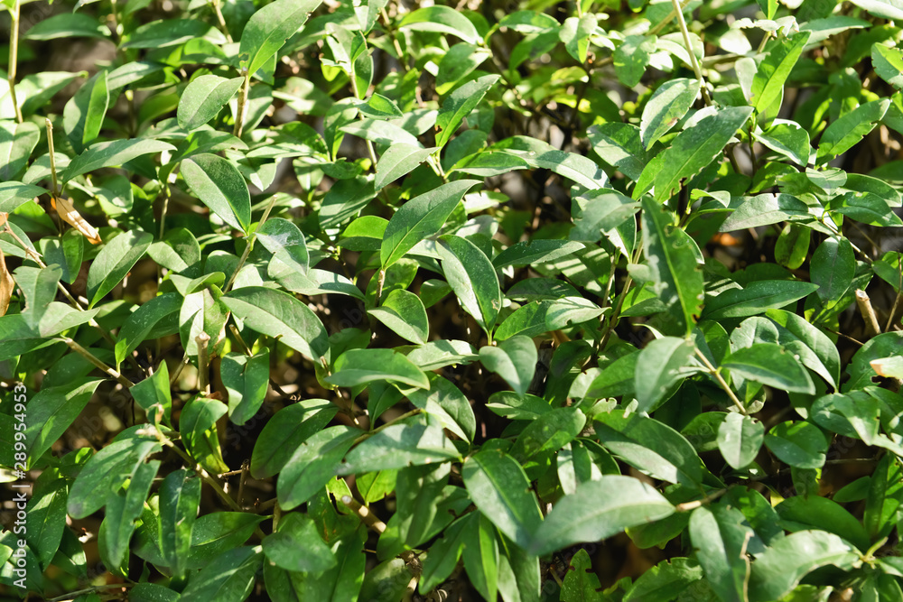 Closeup view of green leaves