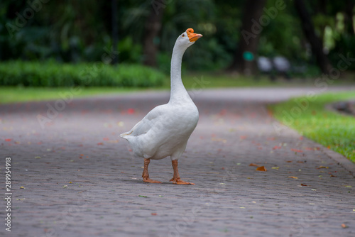 white goose On the walkway