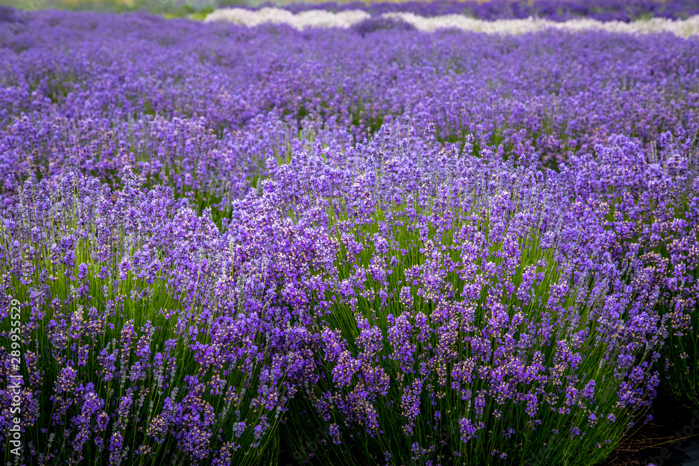 Naklejka premium Blooming lavender fields in Pacific Northwest USA
