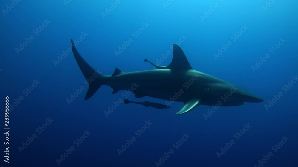 Black Tip Shark explores the ocean alone Black Tip Shark explores the ocean alone