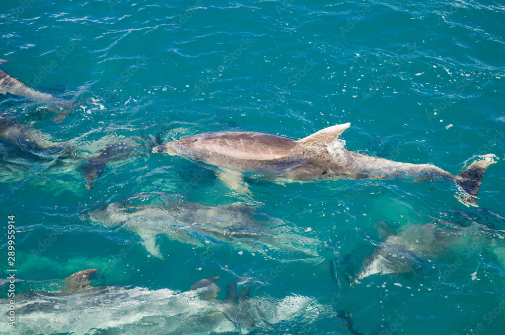 Obraz premium Dolphins in Blue Water following in the surf