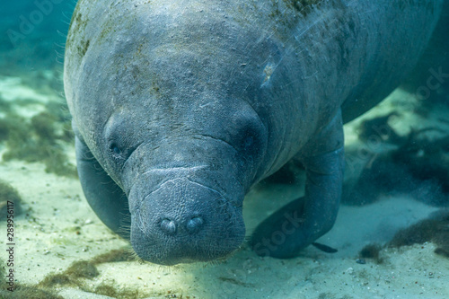 Close up of a curious West Indian Manatee (Trichechus manatus) that approached the underwater camera. Manatees were reclassified as threatened in 2017, as their numbers have increased over the years.