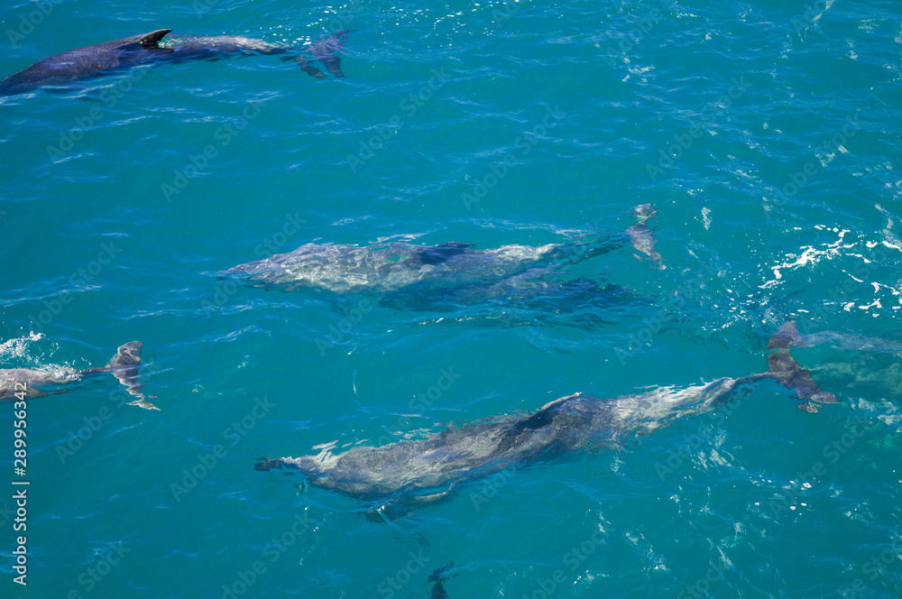 Fototapeta premium Dolphins in Blue Water following in the surf
