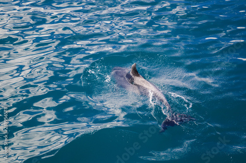 Dolphin following close up