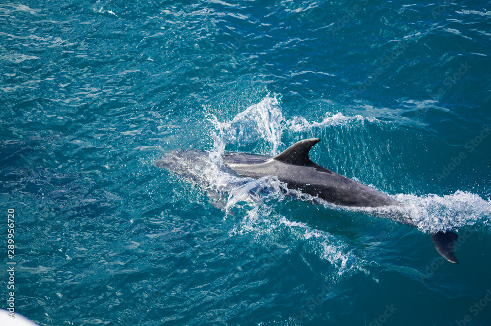 Naklejka premium Dolphin following close up