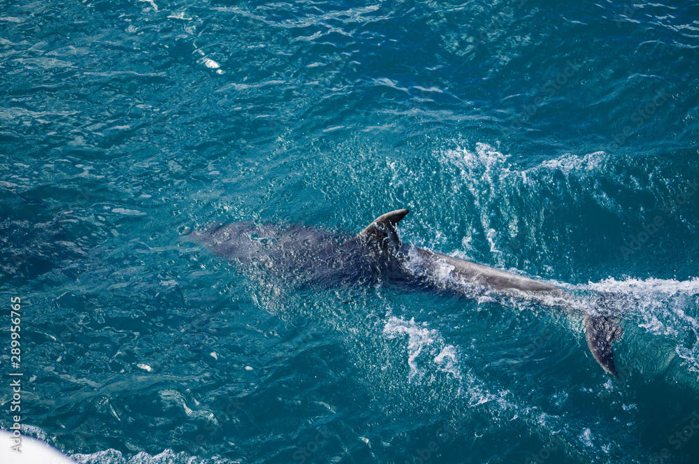 Obraz premium Dolphin following close up