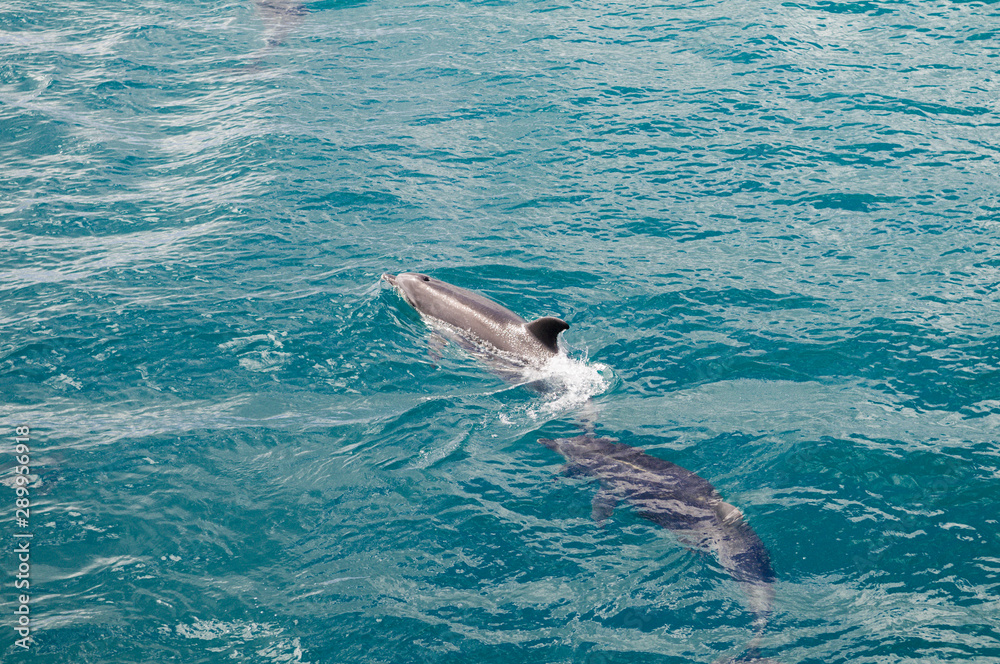 Naklejka premium Dolphins following close up