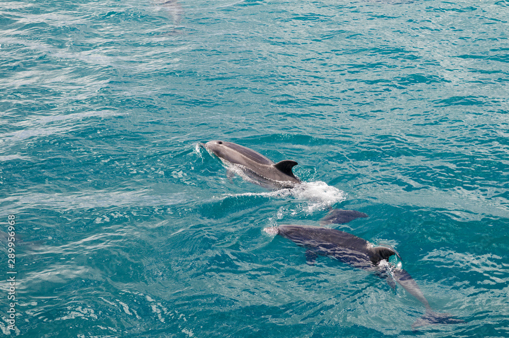 Obraz premium Dolphins following close up