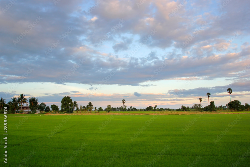 green paddy field with beautiful sky background green paddy field with beautiful sky background