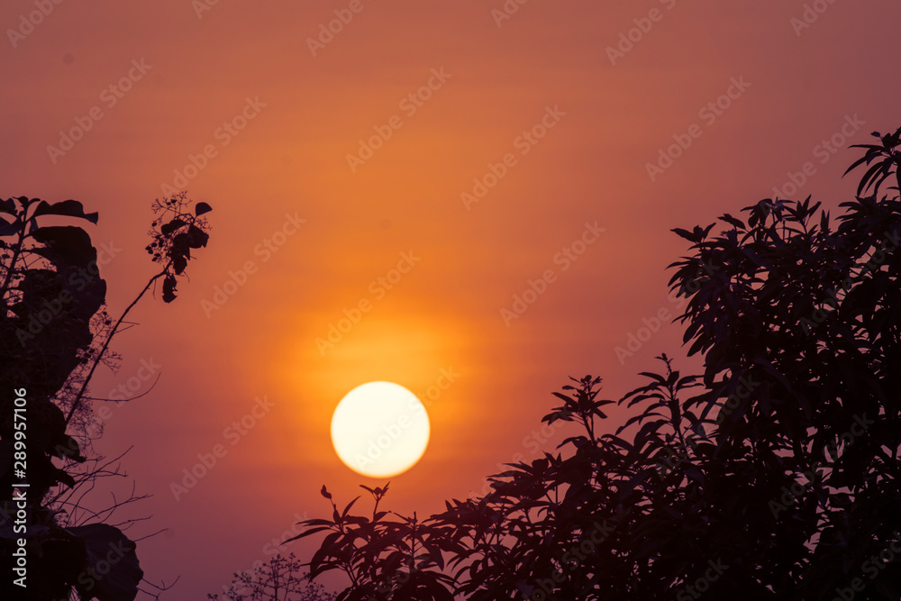 Obraz premium Beautiful sunset with tree branch silhouette