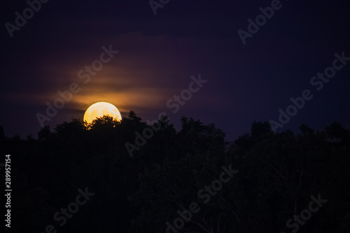 Moonrise of orange autumn harvest moon rising above treelined area