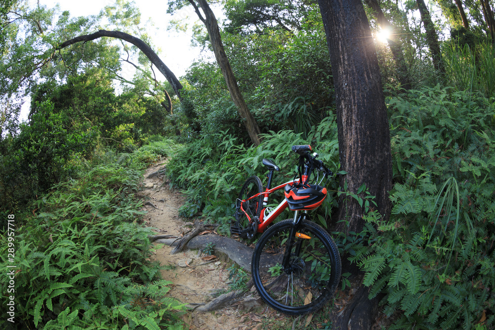 One mountain bike at rainforest trail One mountain bike at rainforest trail