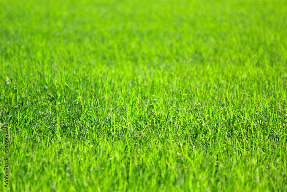 green rice field as nature background green rice field as nature background