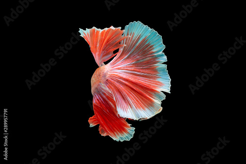 Close-Up Of Siamese Fighting Fish Against Black Background