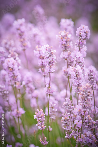 Blooming lavender fields in Pacific Northwest USA