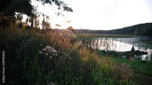 This video is about wildplants, and little flowers. View to a bay, and lake. Beautiful sunset. photo