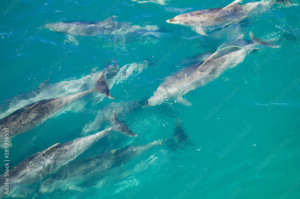 Fototapeta premium Dolphins in Blue Water following in the surf