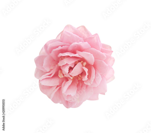 Fresh rose light pink flowers head pattern blooming top view close up isolated on white background with clipping path