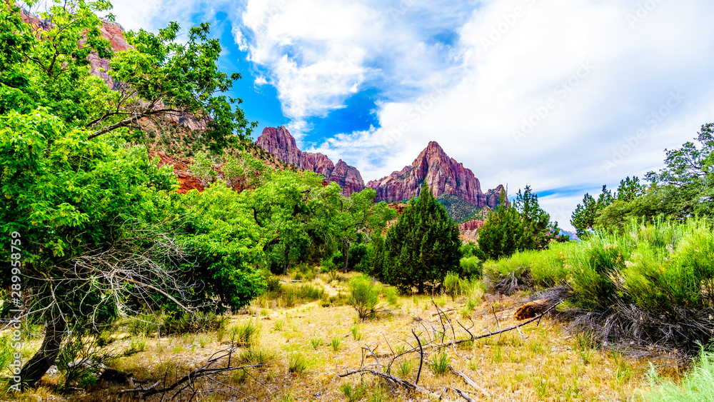 Green foliage of the trees along the Pa'rus Trail as it follows along and over the meandering Virgin River in Zion National Park in Utah, USA. The peak of The Watchman in the background