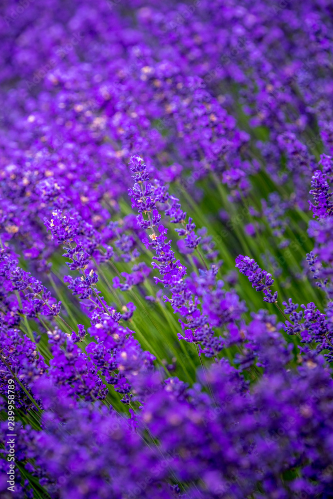 Fototapeta premium Blooming lavender fields in Pacific Northwest USA