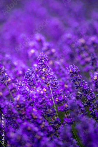 Blooming lavender fields in Pacific Northwest USA