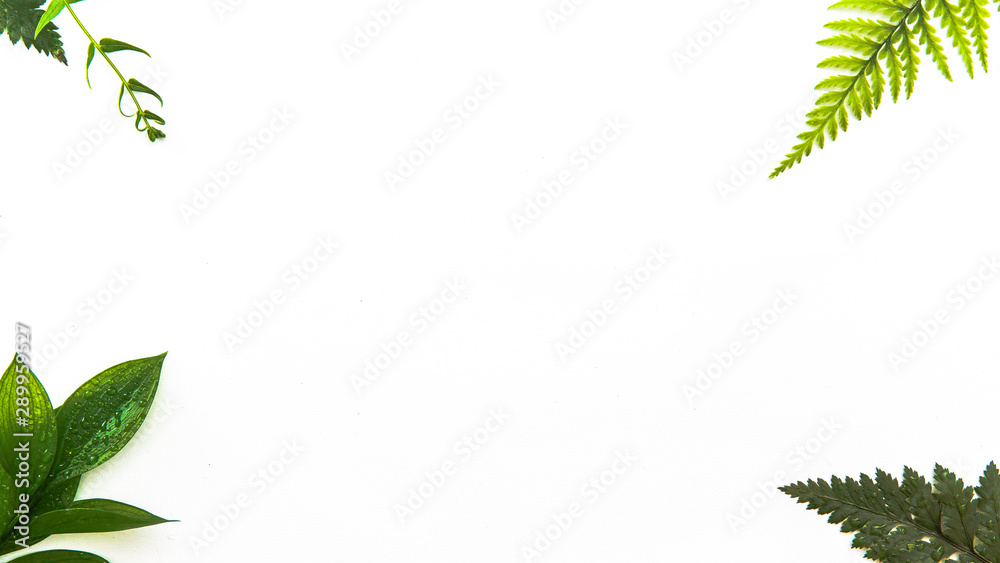 dewy ferns on a white isolated background with copy space dewy ferns on a white isolated background with copy space