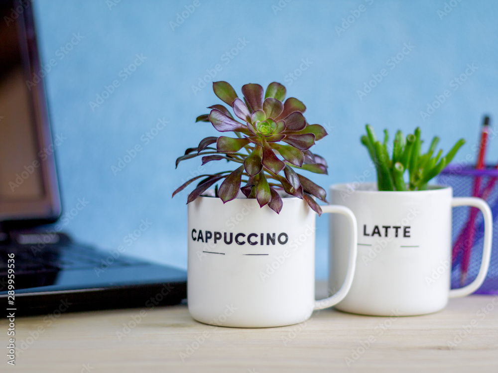 House plants in recycled coffee mugs on office desk, plants reduce