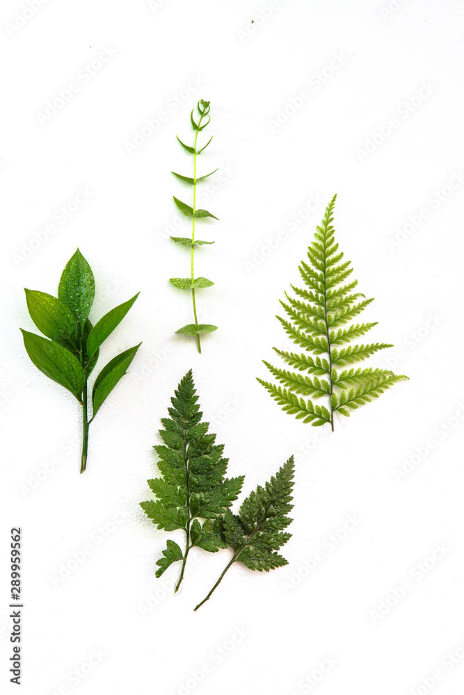 dewy ferns on a white isolated background dewy ferns on a white isolated background