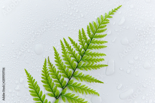 dewy ferns on a white isolated background with copy space