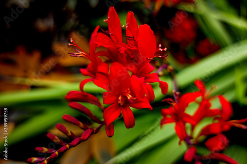 Red Montbretia flower among Greenery