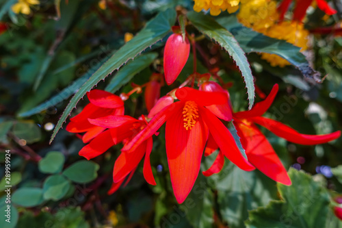 Red Begonia Bonfire Flower